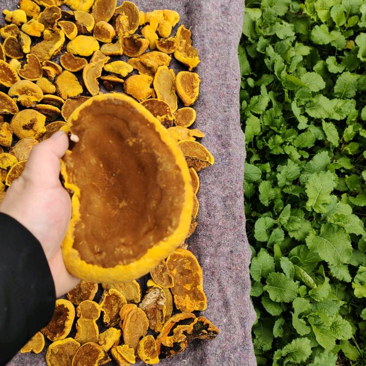 海哥桑树桑黄桦树茸