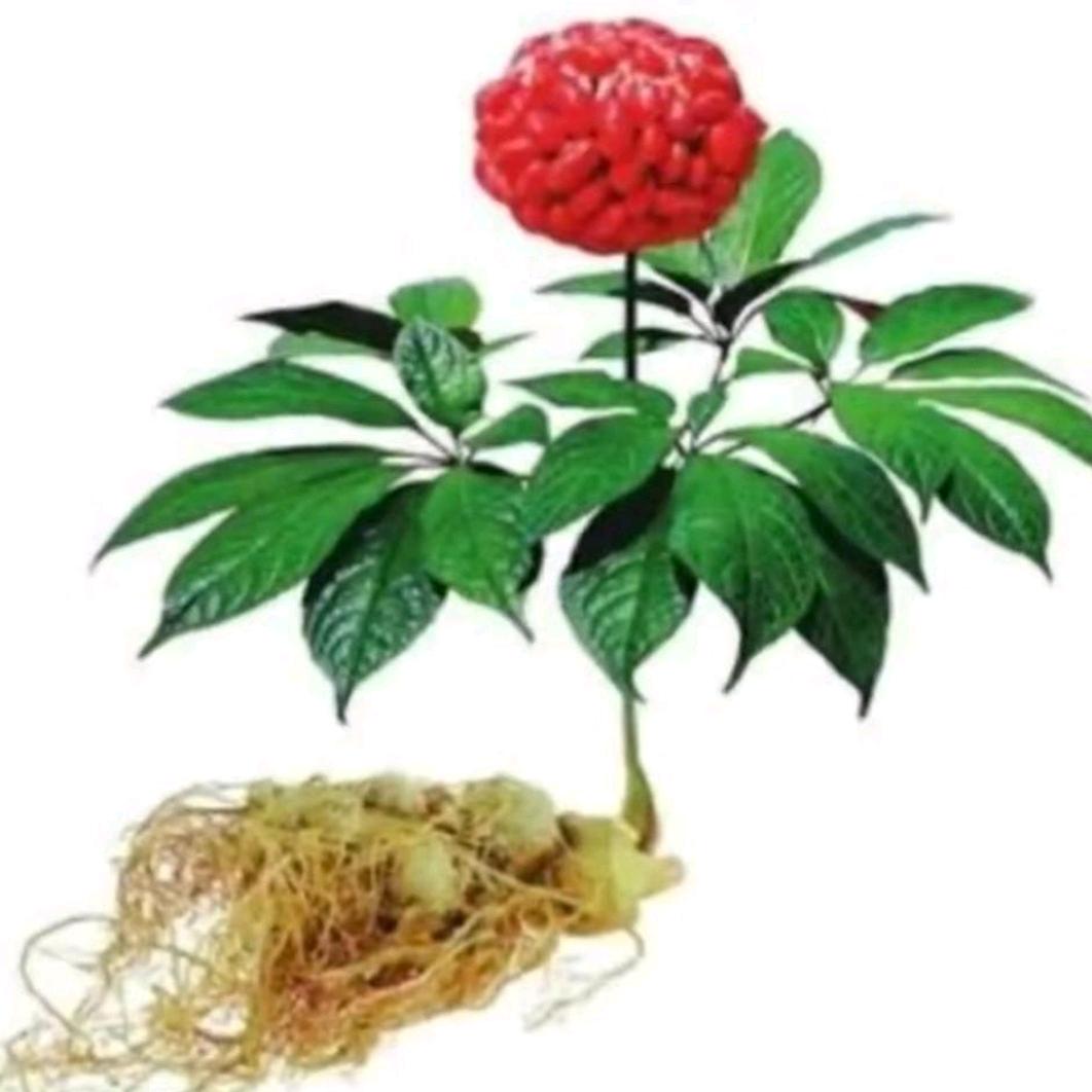 皖菖药材