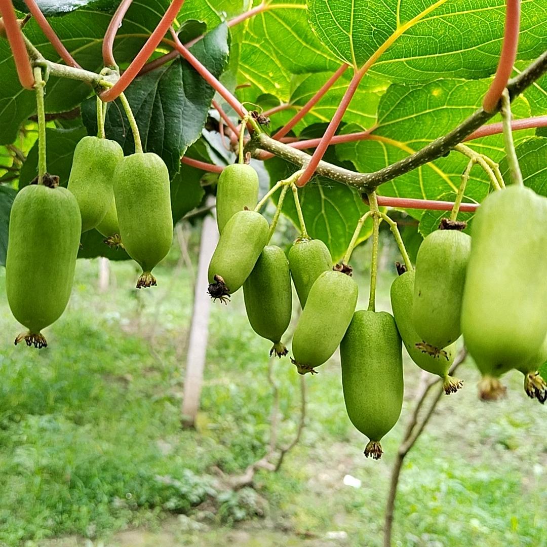 宁强县西秦猕猴桃专业合作社