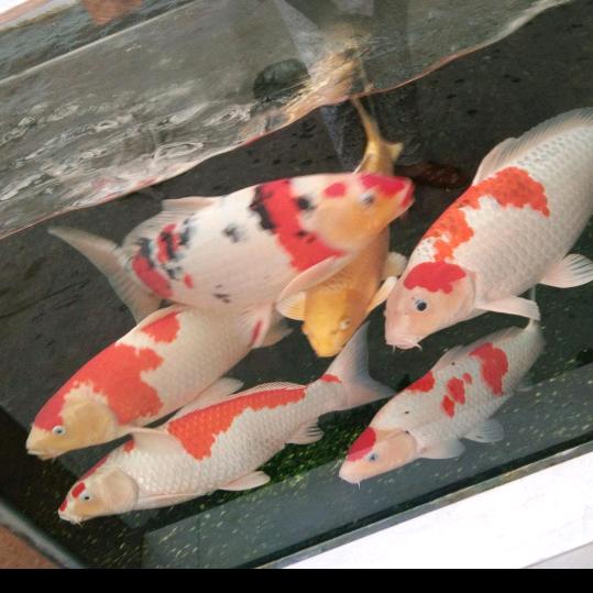 大家好🌹🌹🌹