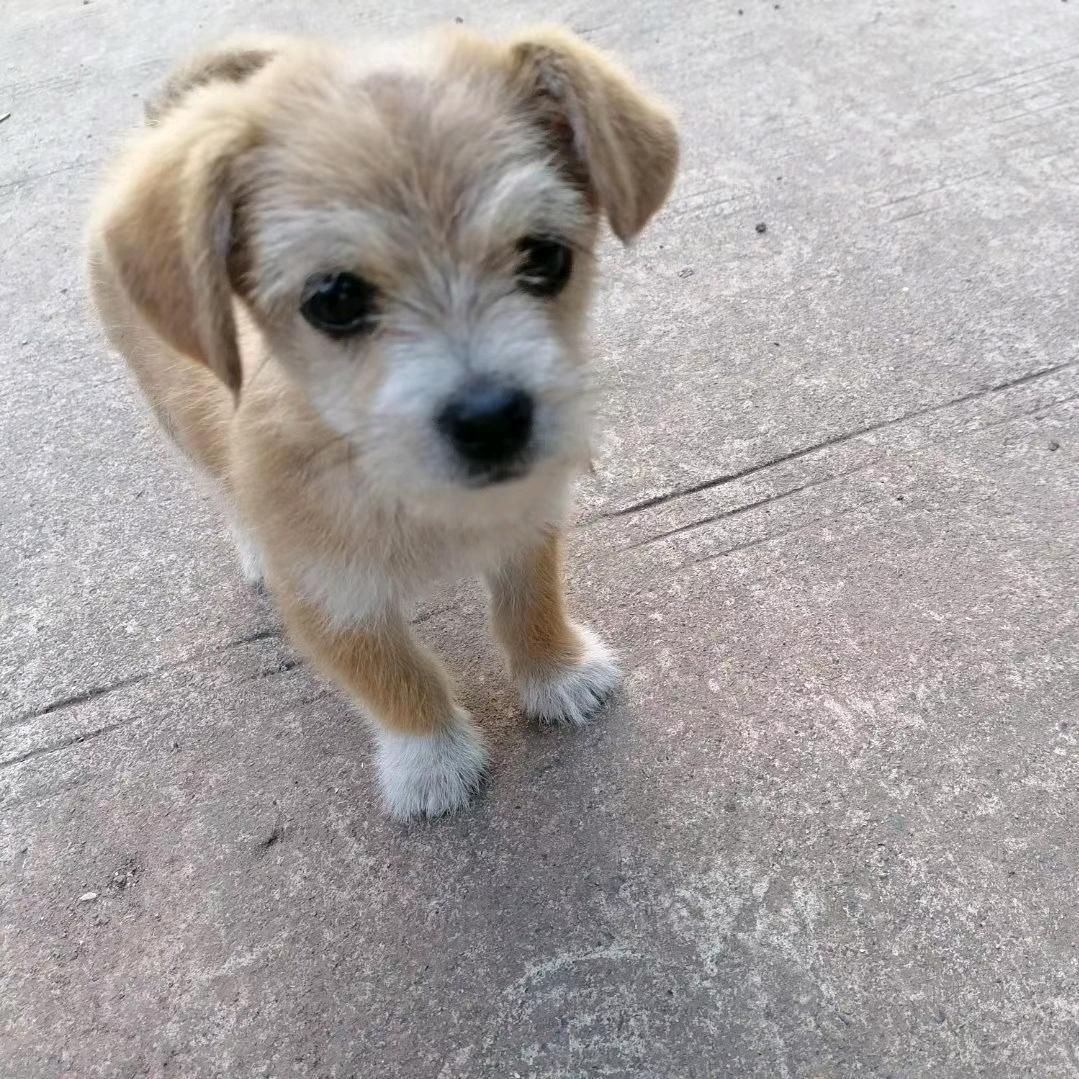 小叶（减肥版）