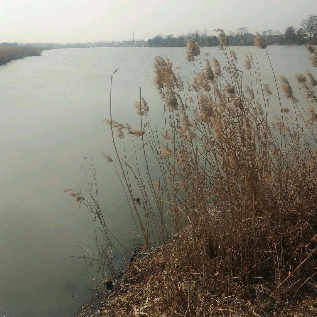 杨哥