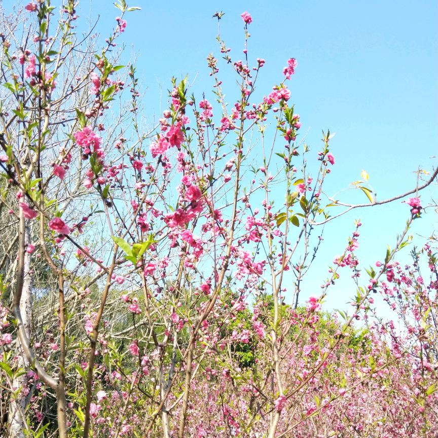 中国第一，31号