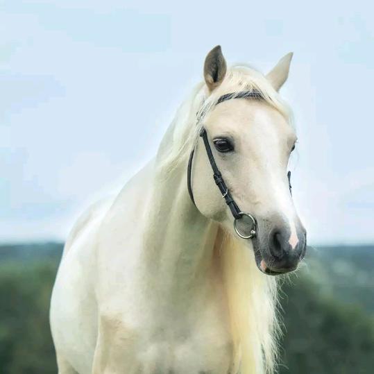 唯有相思不可医