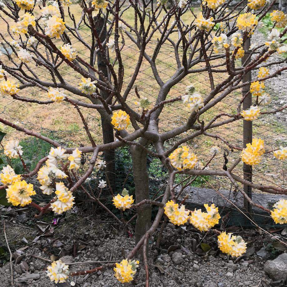 橘香故里