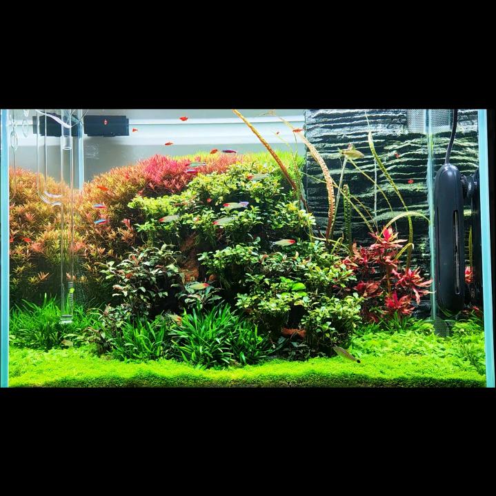 爱玩草缸的小趴菜