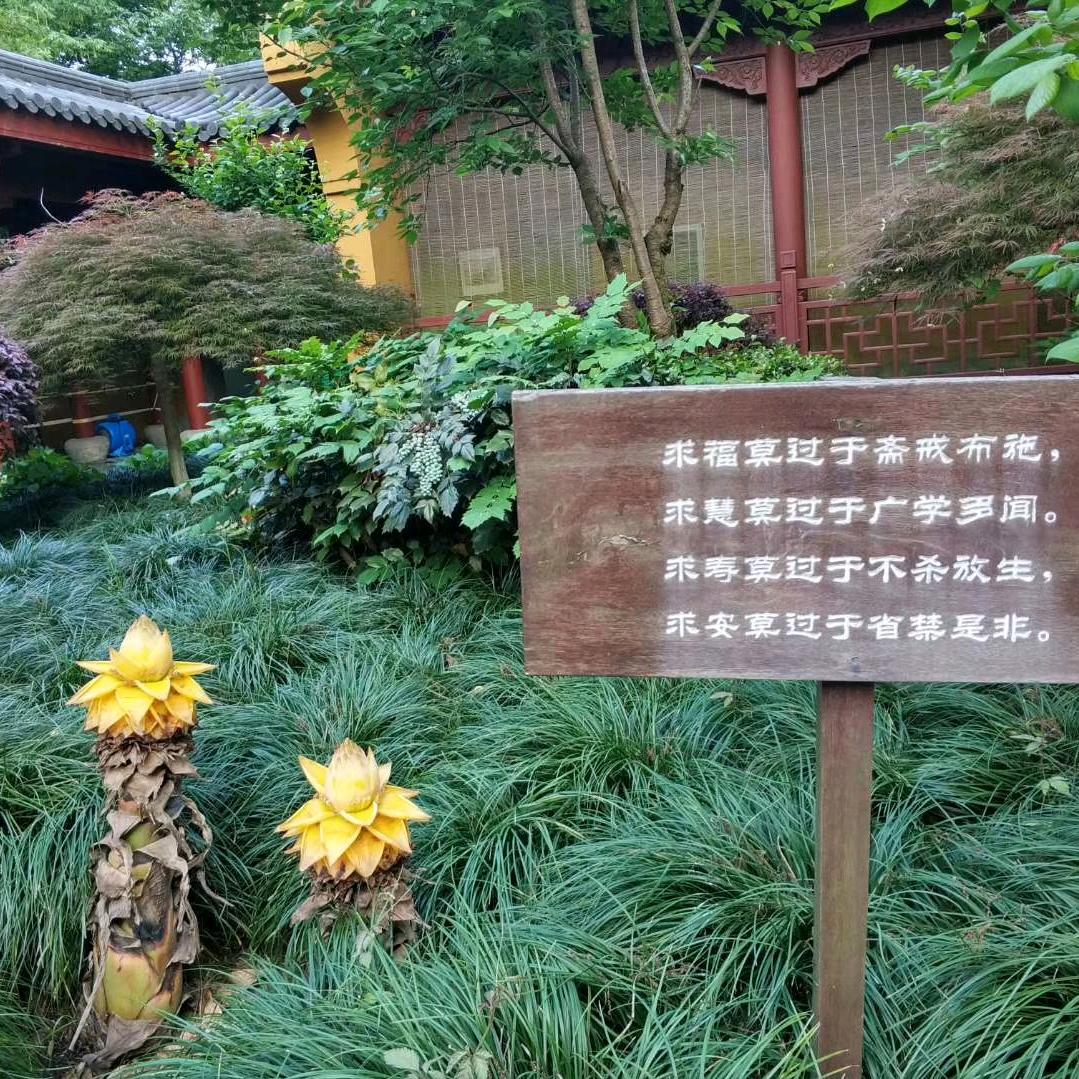皮皮虾