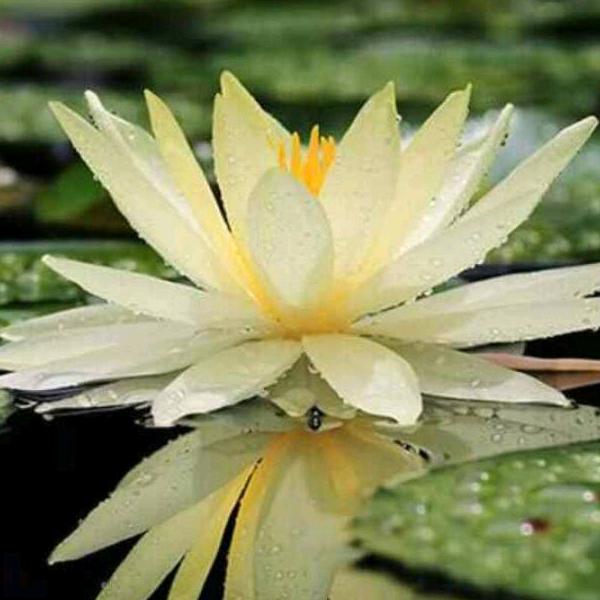 连花