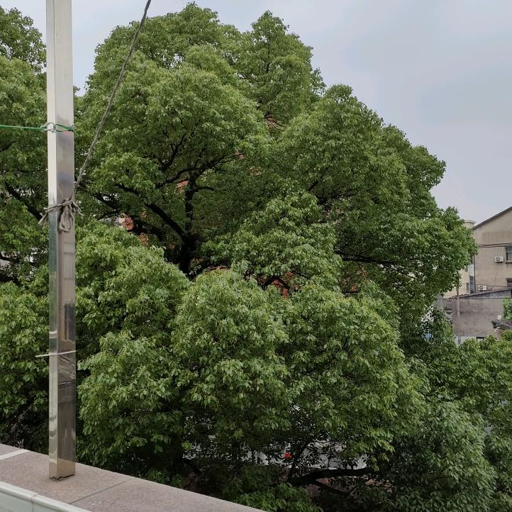 不吃香莱和生姜