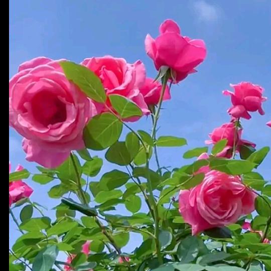 人生如孟🌞🌞