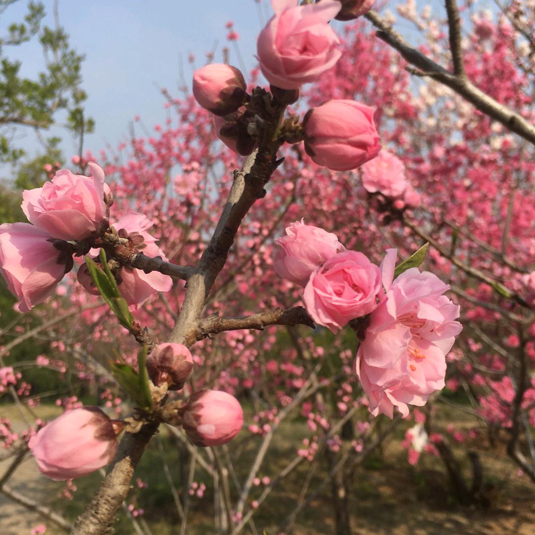 快乐的小兔