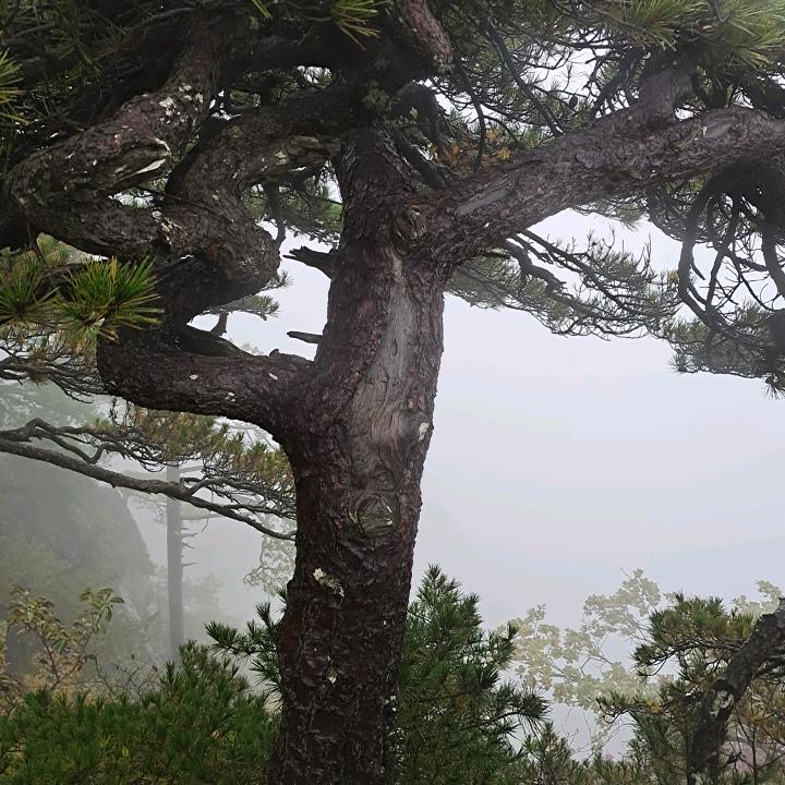 临沂晨豪塑业专业生产PET