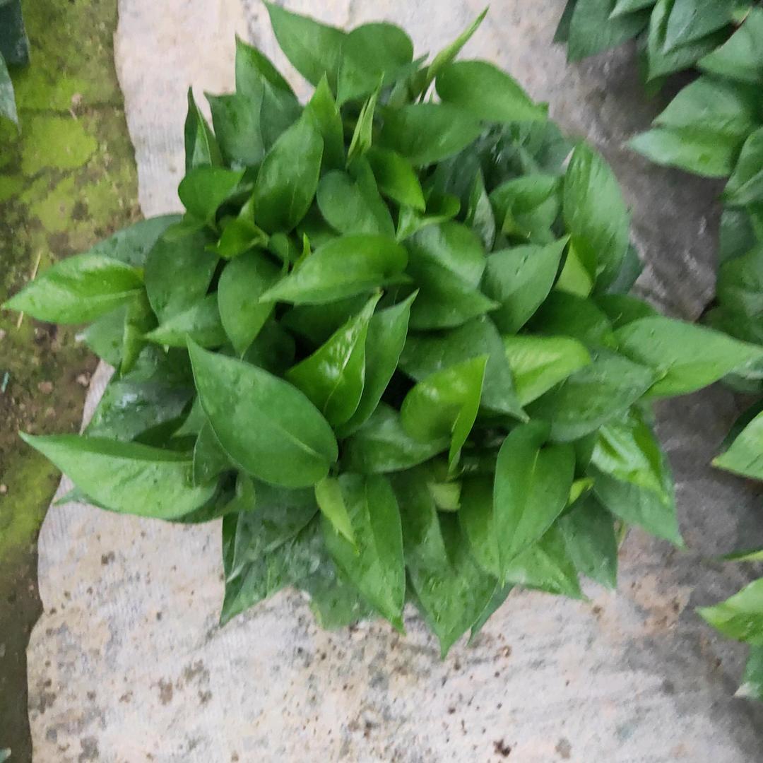 广州基地绿萝小陈