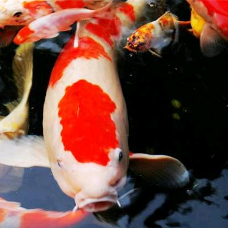 老袁说渔