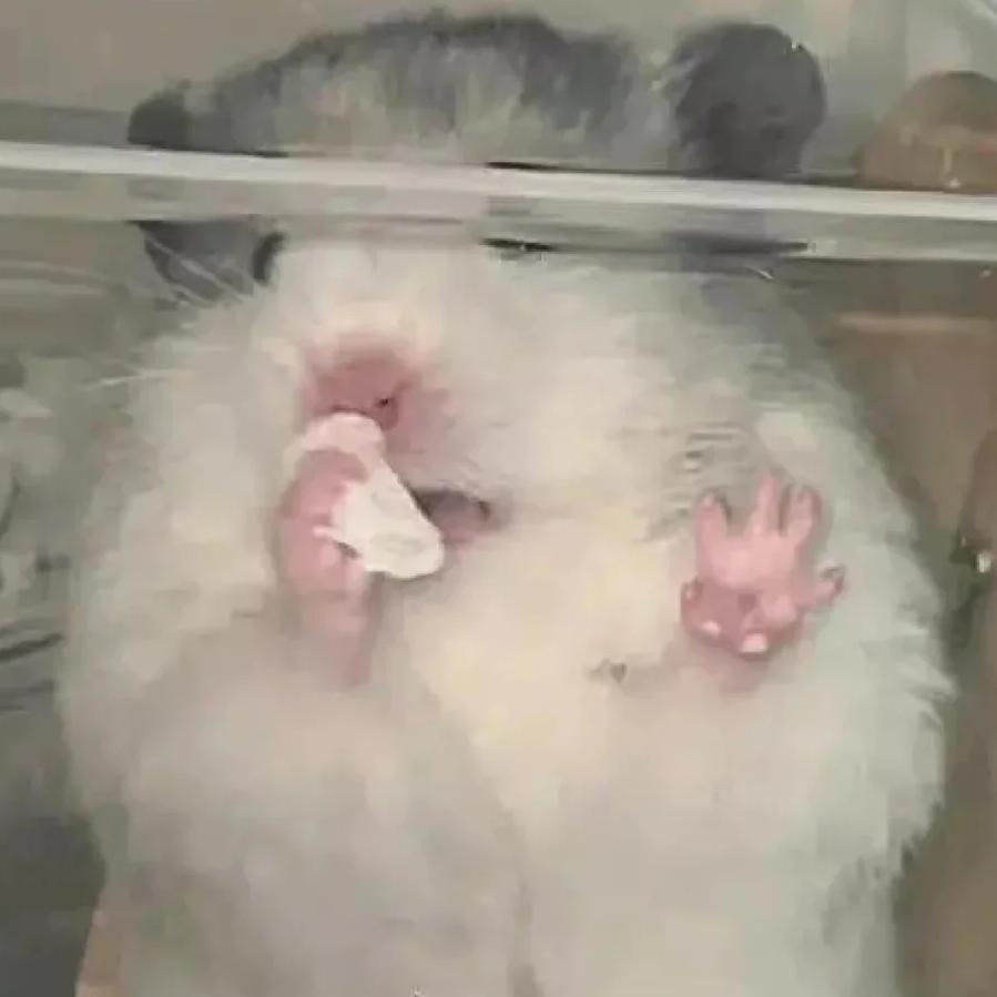 金金鑫