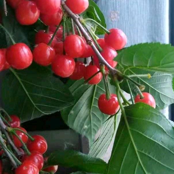 幸福三口之家🌹🌹谢绝连赞拒绝私聊