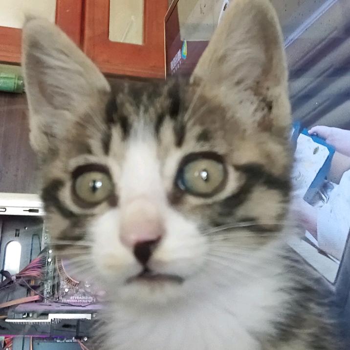 夜猫。影视