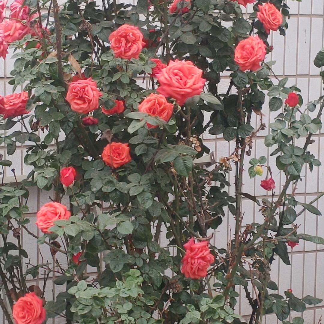 梦想