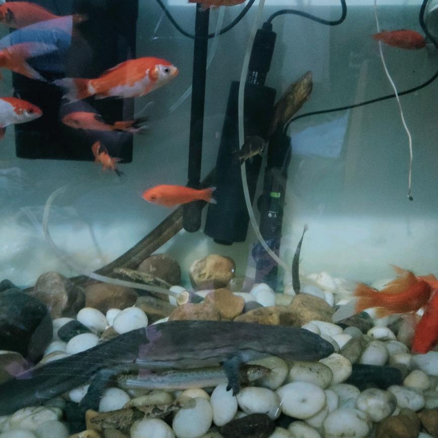 兵哥装饰 园林景观 花园鱼池设计