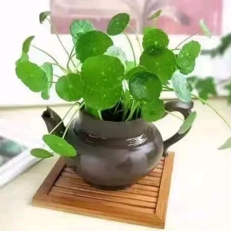 哄哄