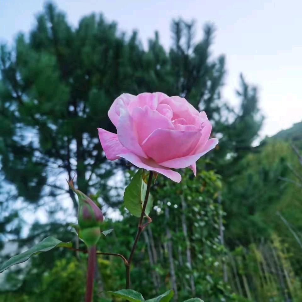 朱好