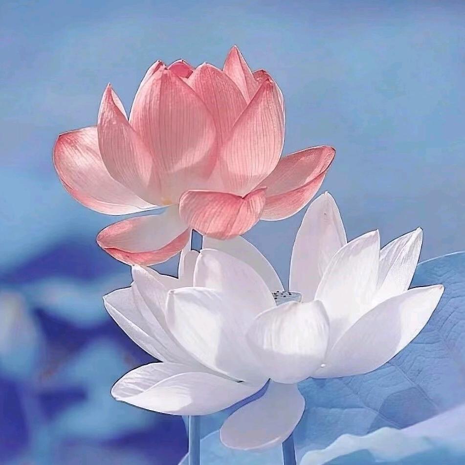 喜芝