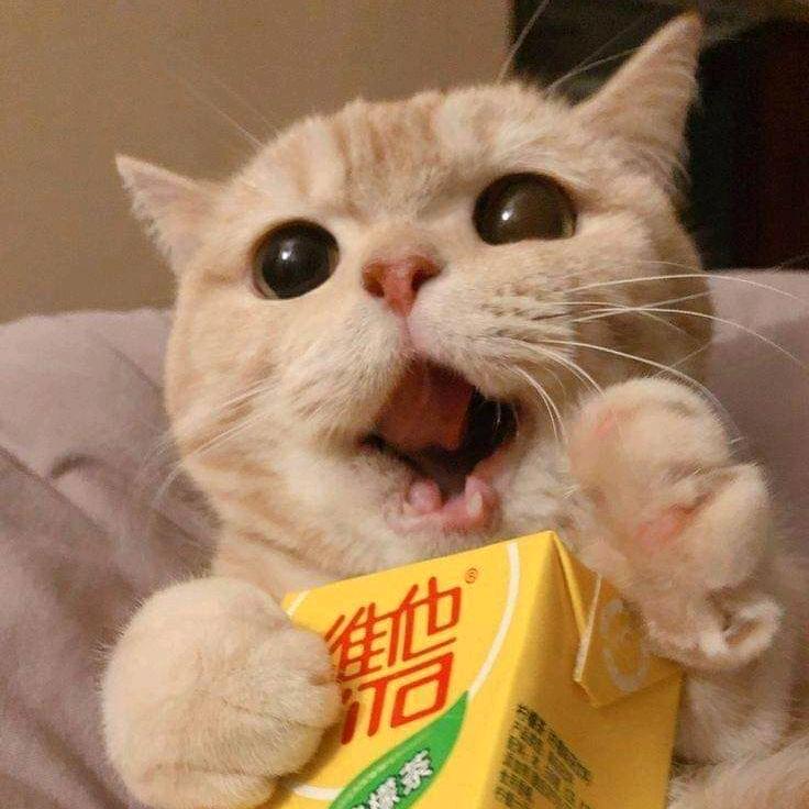 只有爱与美食不可辜负