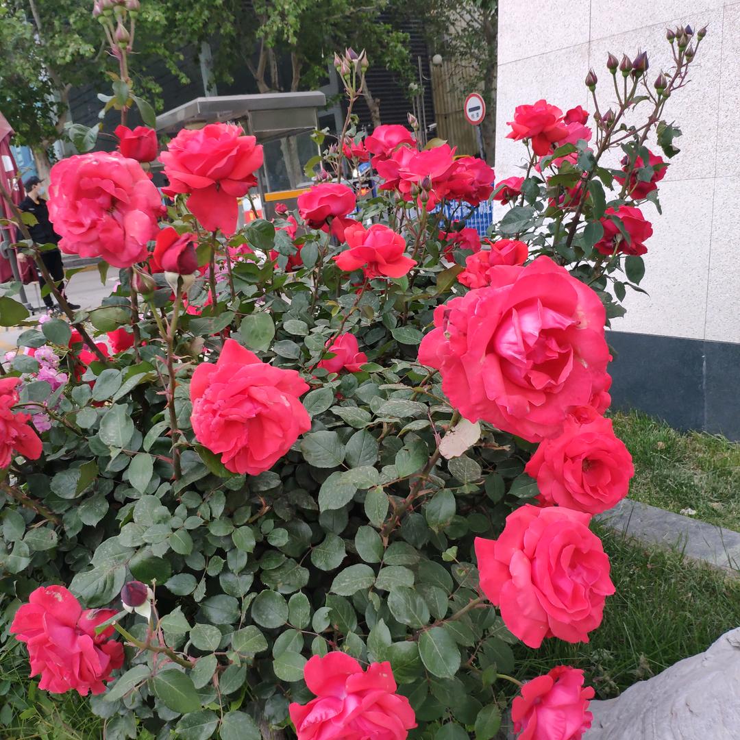 福花园。