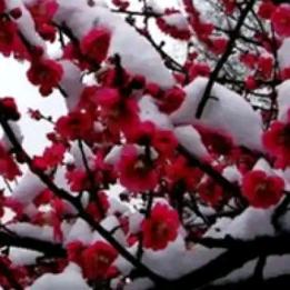 @✨落雪听梅💞🎄