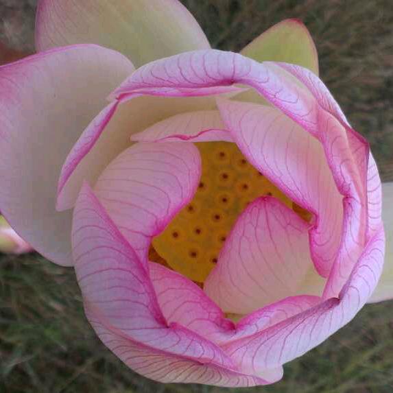 糊涂