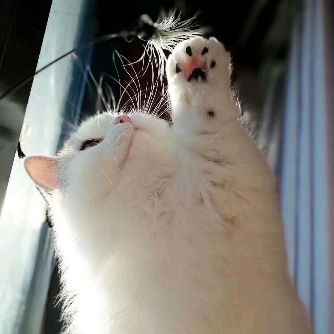 耀桀
