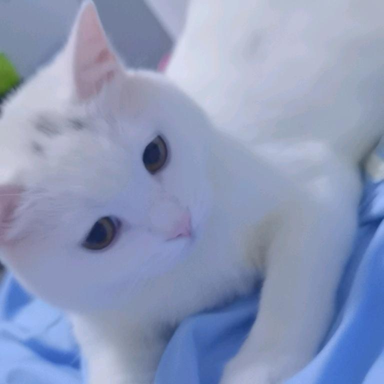 💞༊ღ᭄月光倾城ꦿ꧔ꦿ᭄💞