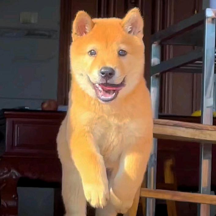 一条田园犬