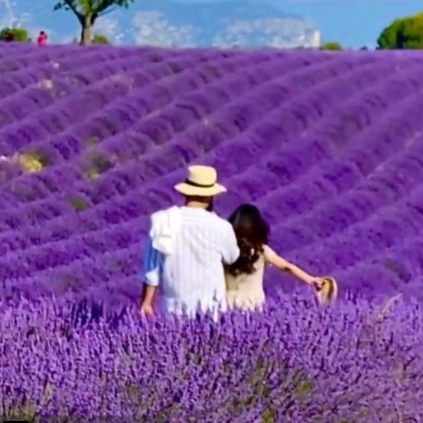 普罗旺斯的薰衣草🌷
