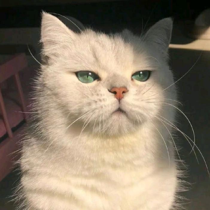 喜欢猫的南瓜（运动版）头像
