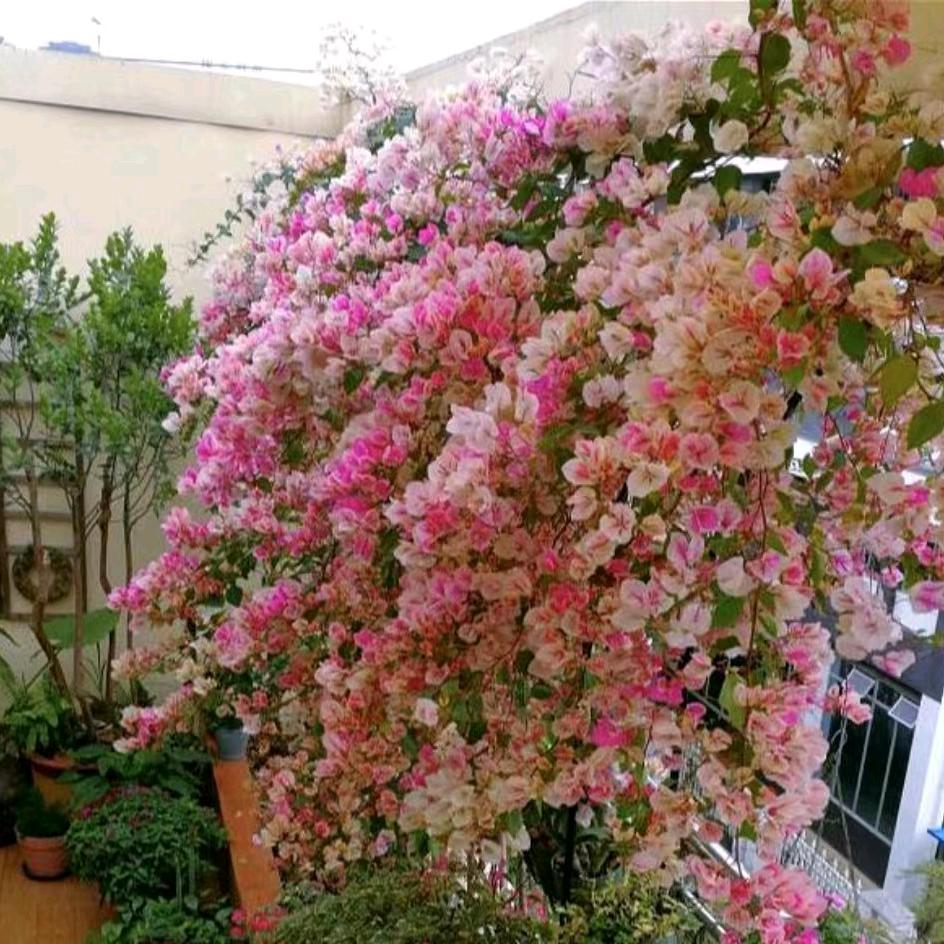 一起看花