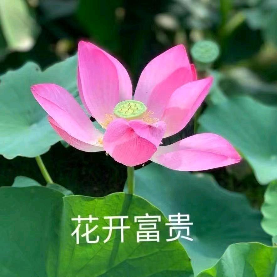 亦可🌹🌹亦拧