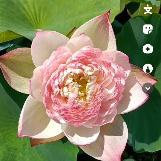 荷花哥