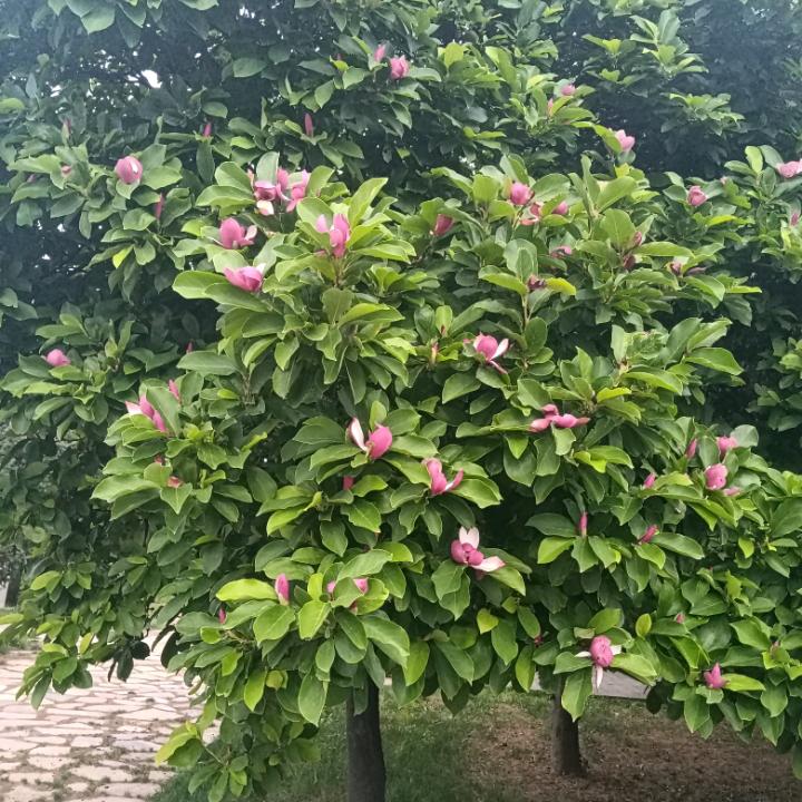 舒 雅