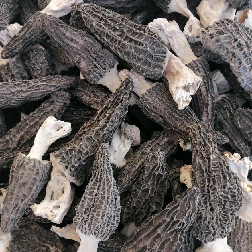 河南新乡封丘县留光镇辛店羊肚菌种植基地