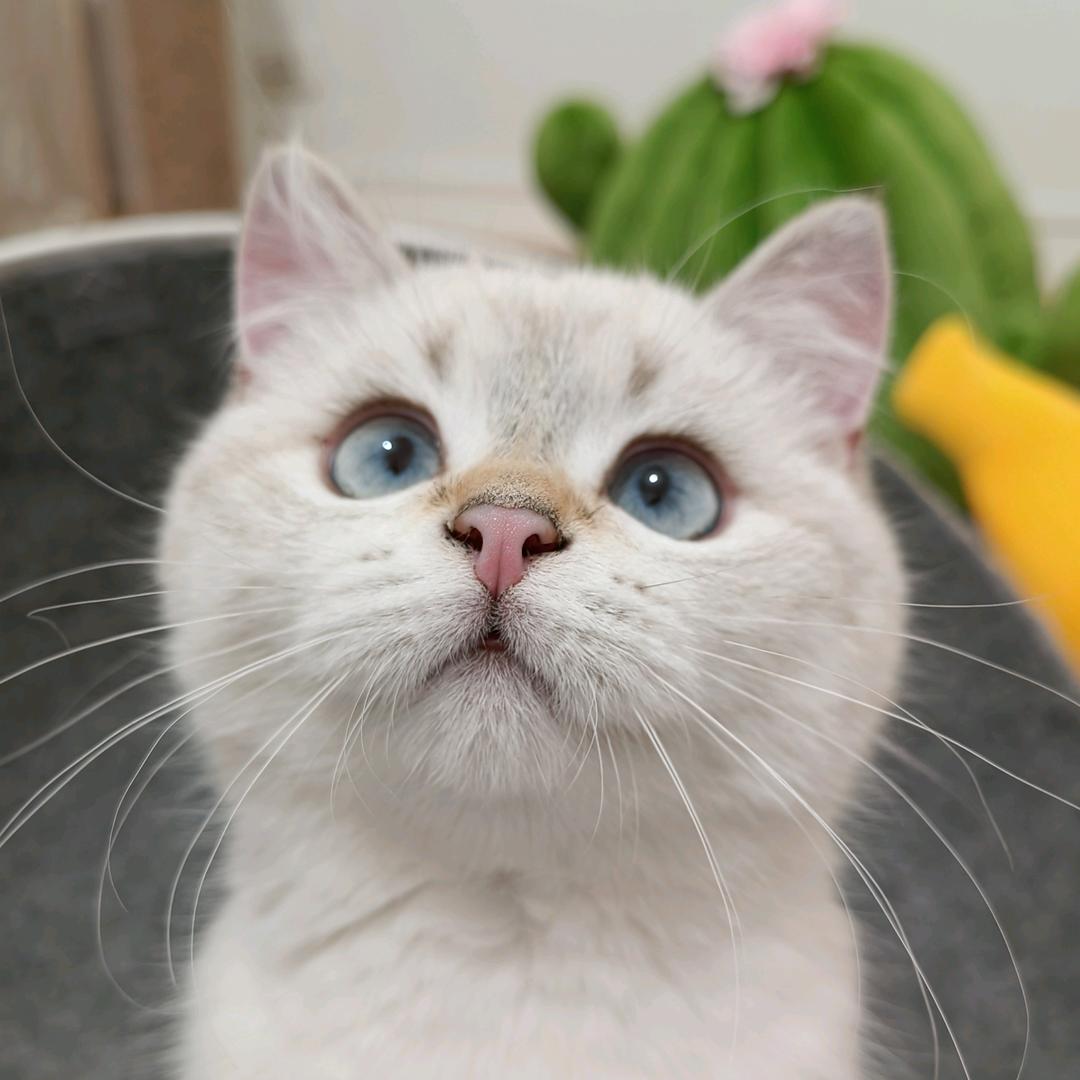 Ucat