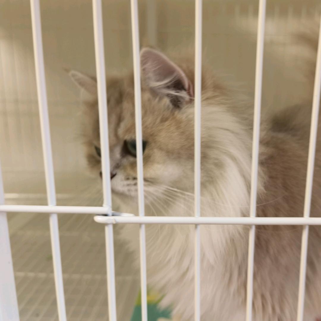 紫金小猫舍