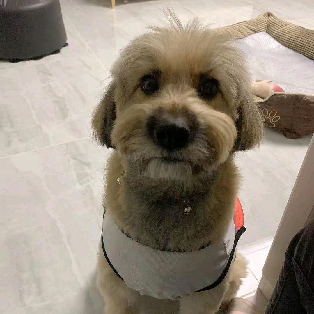 球总