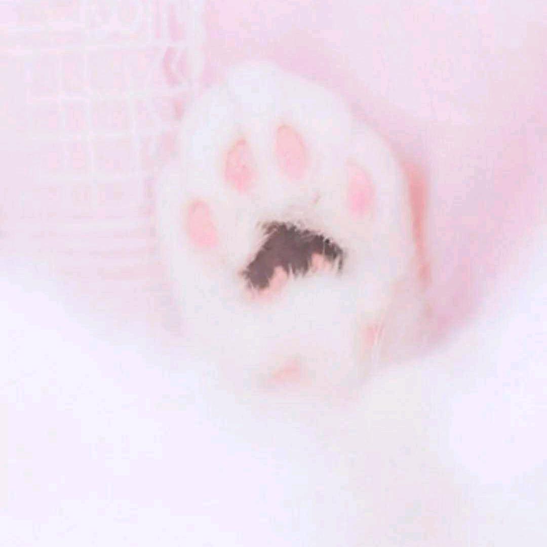 🌸wuli展猫猫🌸