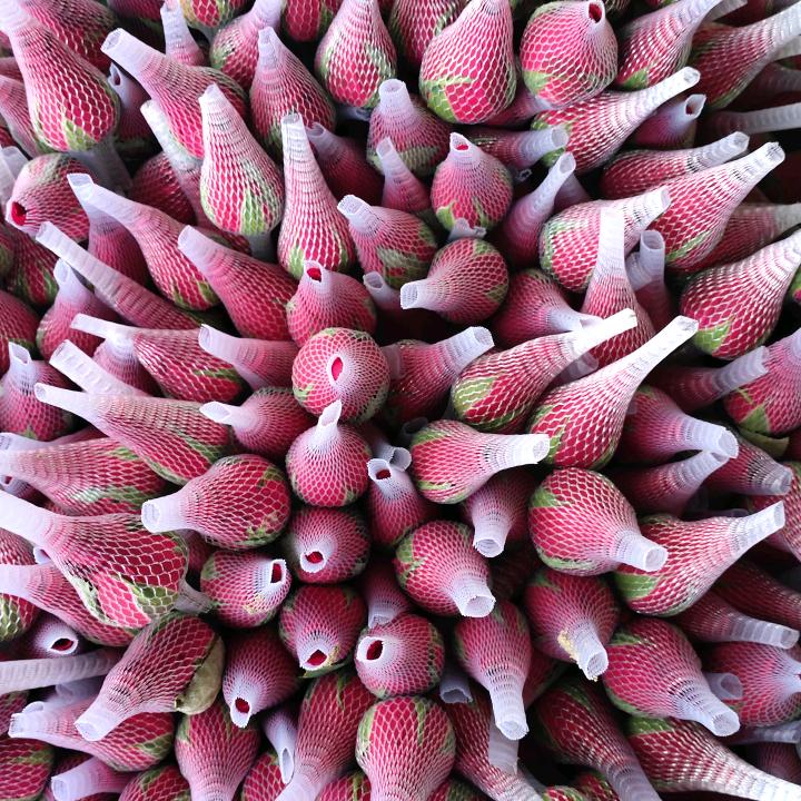 熊二鲜花(福建)