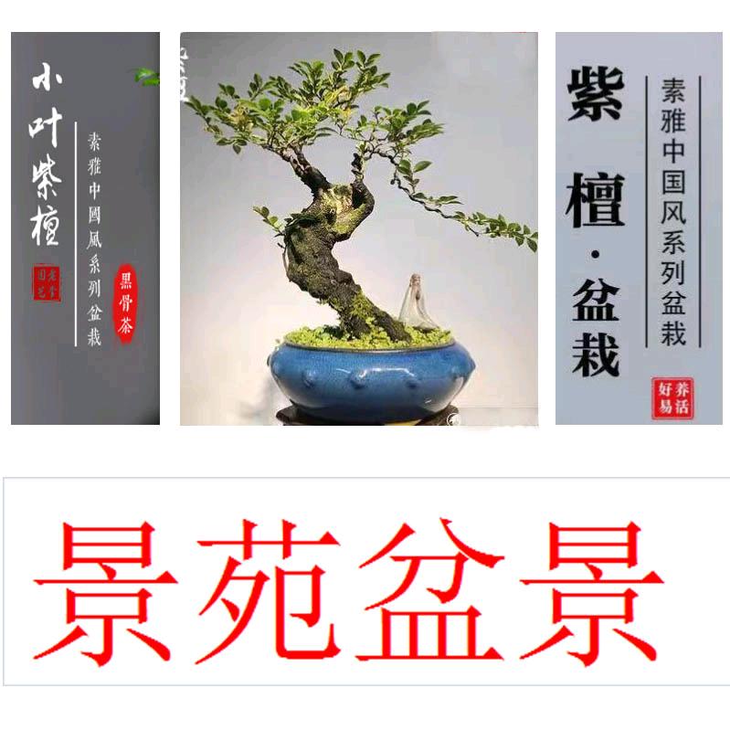 景苑盆景