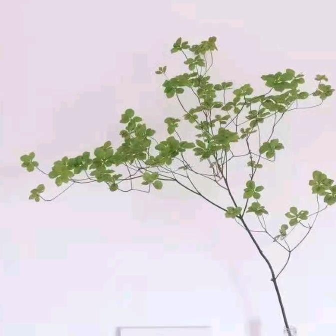 小鱼JJ优品小铺