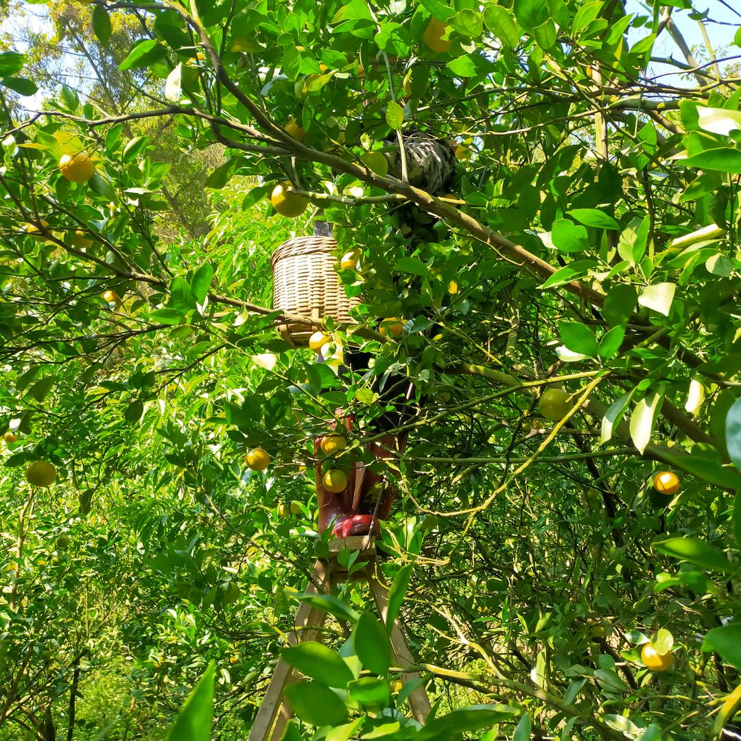 德庆县马圩镇鑫龙德庆特产店