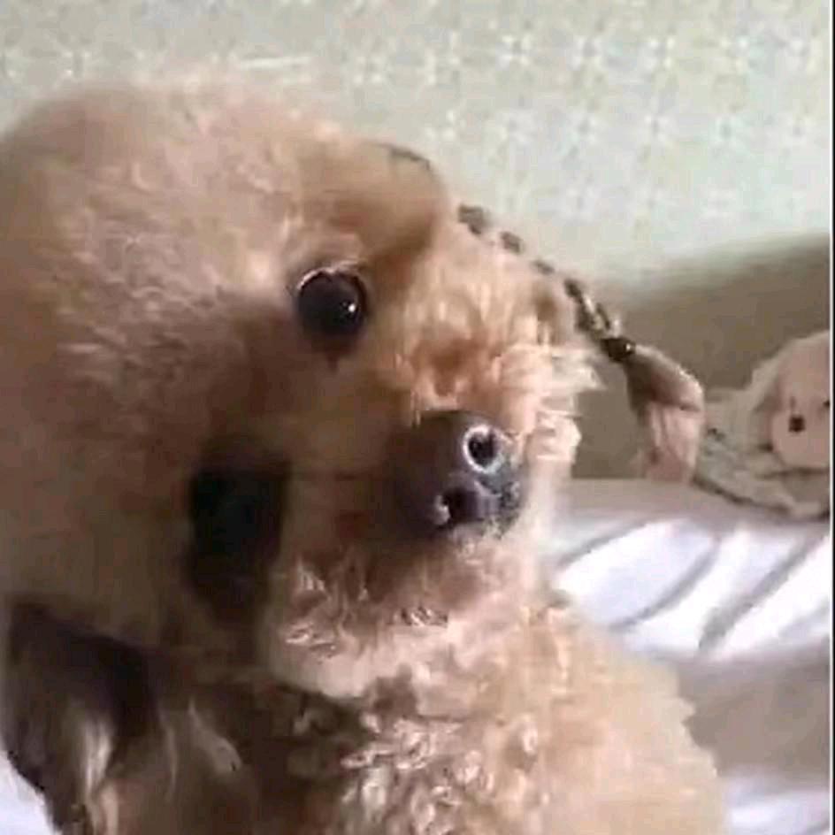 宝儿