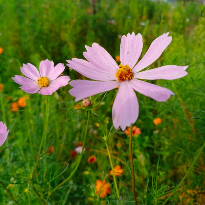 春暖花开(手机摄影)